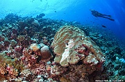 Porites lobata Porite montagne scle Ambiance Catherine Maldives Dhidhoo beyru-18m-20240425-da-DSC_6889_tn